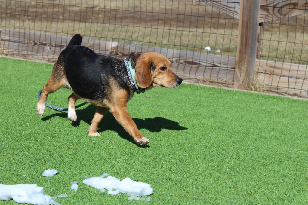 DAYLILY - Beagle available for adoption