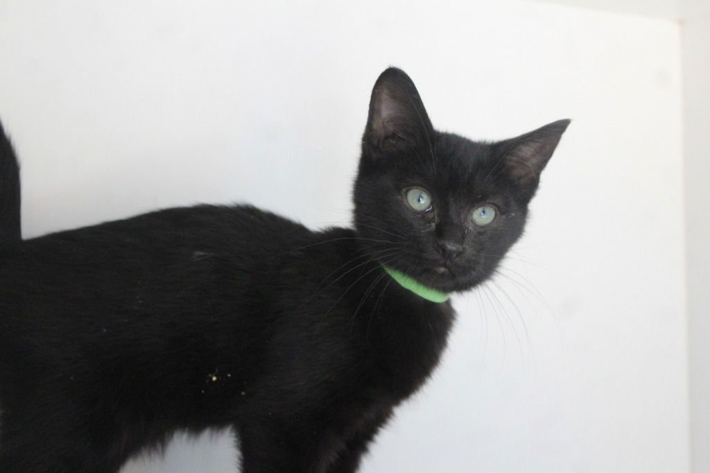 GAP - Domestic Short Hair available for adoption