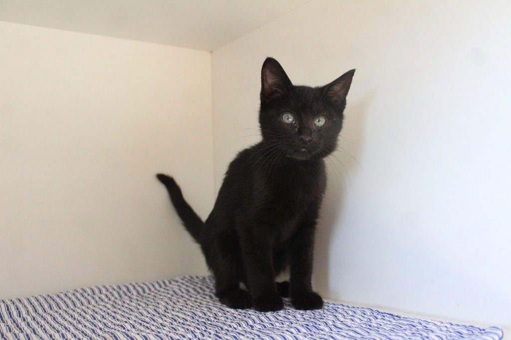 GAP - Domestic Short Hair available for adoption