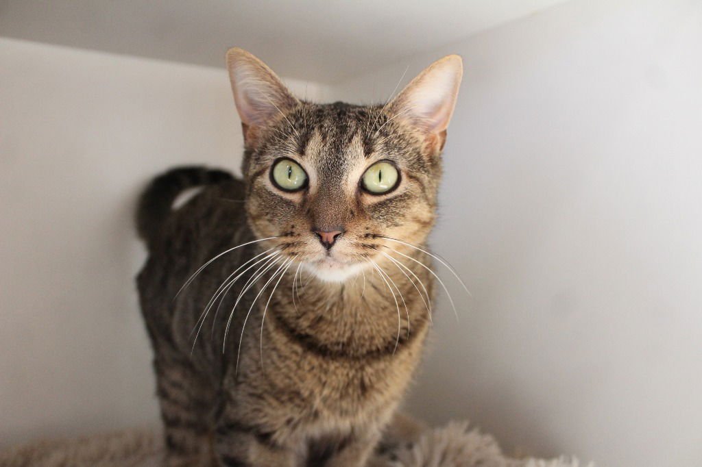 POP - Domestic Short Hair available for adoption