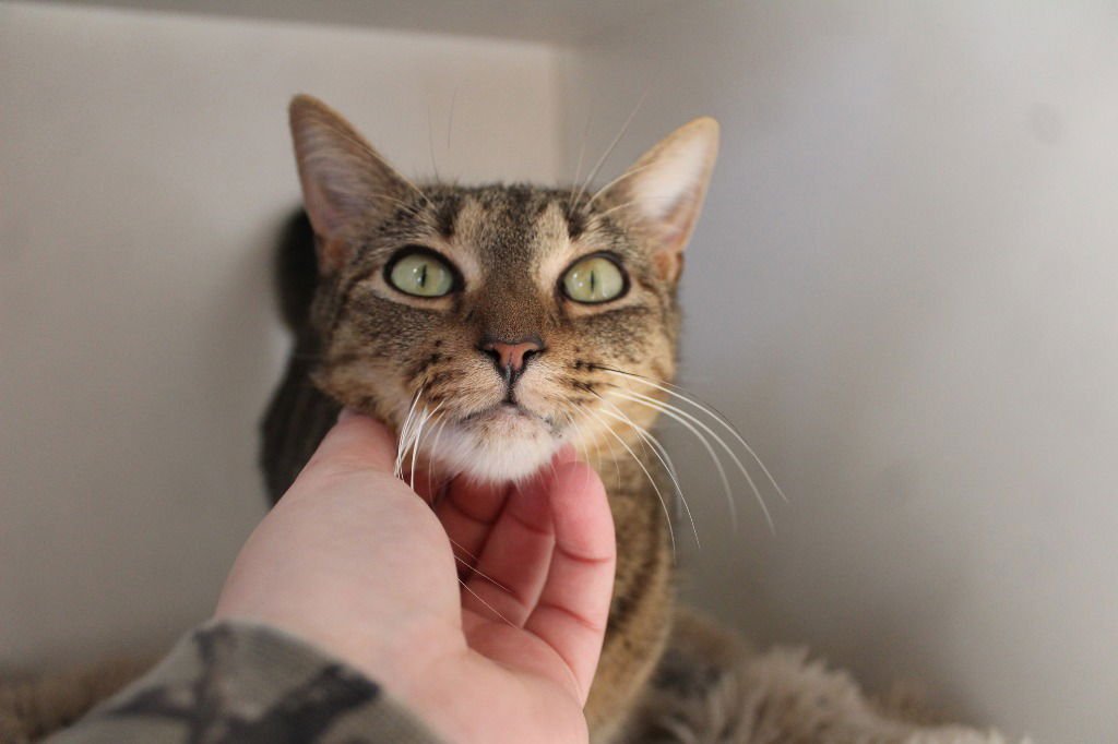 POP - Domestic Short Hair available for adoption