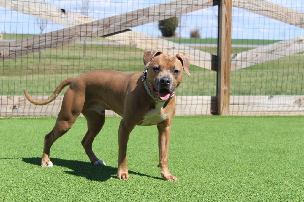 SAINT - Pit Bull Terrier available for adoption