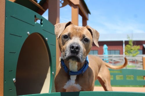 SAINT - Pit Bull Terrier available for adoption