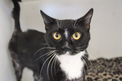 NECCO - Domestic Short Hair available for adoption