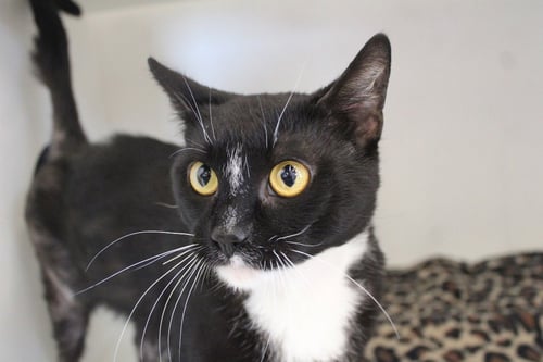 NECCO - Domestic Short Hair available for adoption