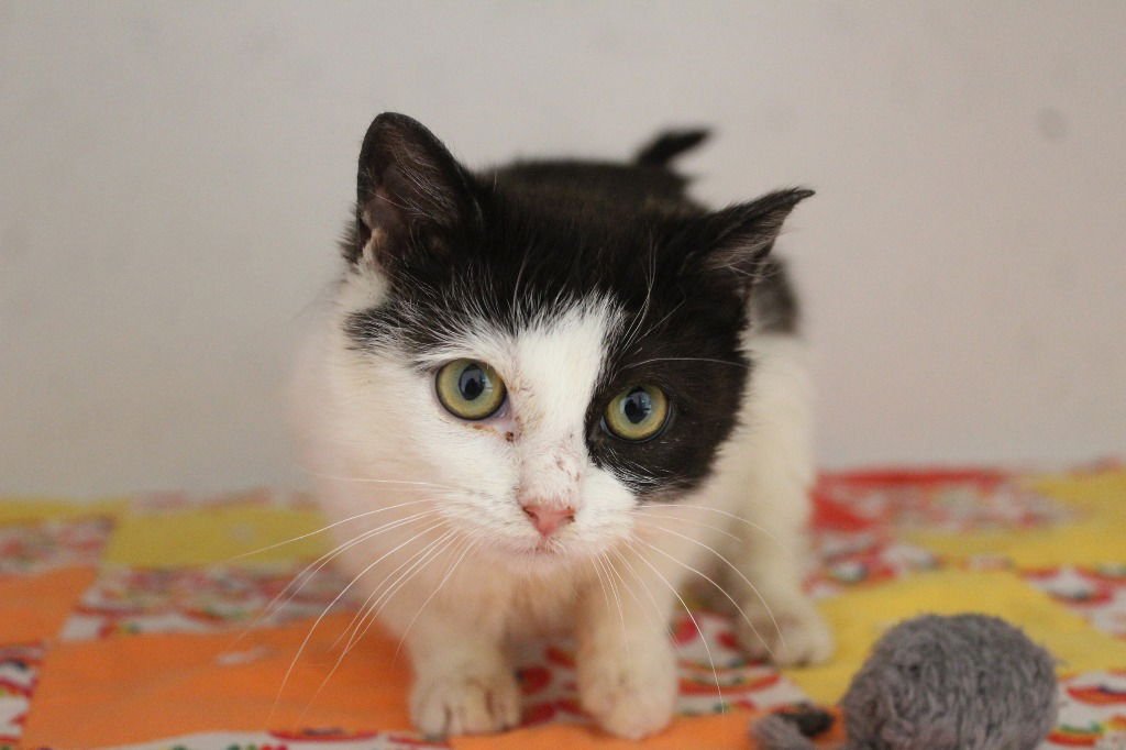 ICEE - Domestic Short Hair available for adoption