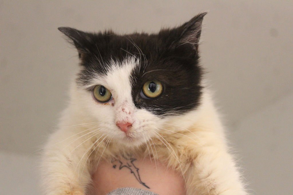 ICEE - Domestic Short Hair available for adoption