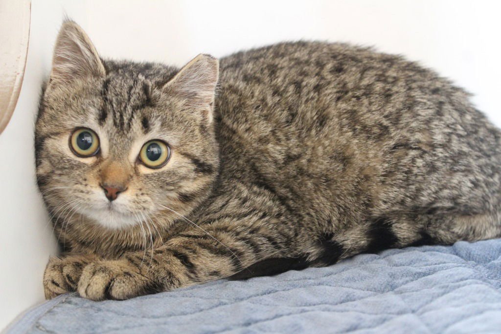 CRICKET - Domestic Short Hair available for adoption