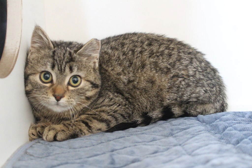 CRICKET - Domestic Short Hair available for adoption