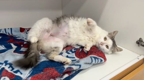 EKG - Domestic Short Hair available for adoption
