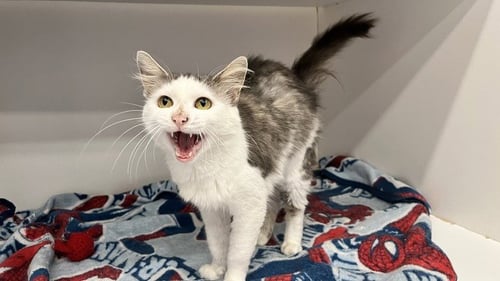 EKG - Domestic Short Hair available for adoption