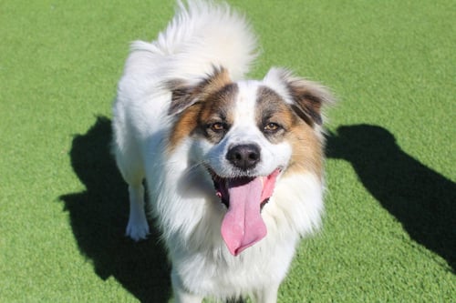 TOGO - Australian Shepherd / Terrier for adoption in Dover