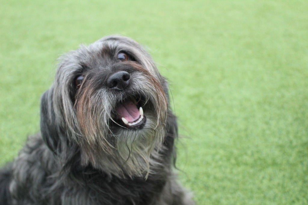 CHAMP - Yorkshire Terrier Yorkie / Poodle (unknown type) available for adoption