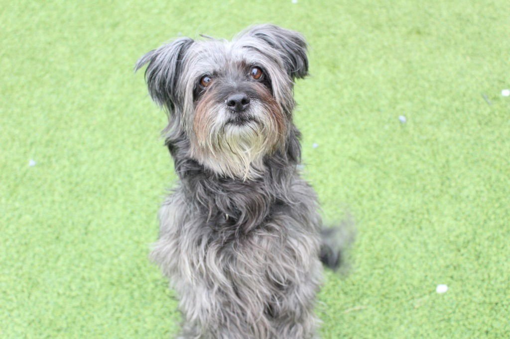 CHAMP - Yorkshire Terrier Yorkie / Poodle (unknown type) available for adoption