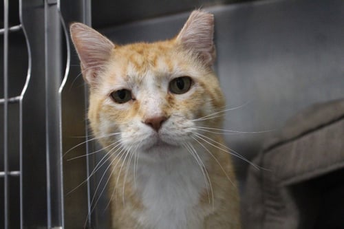 BUBBLE BOY - Domestic Short Hair available for adoption