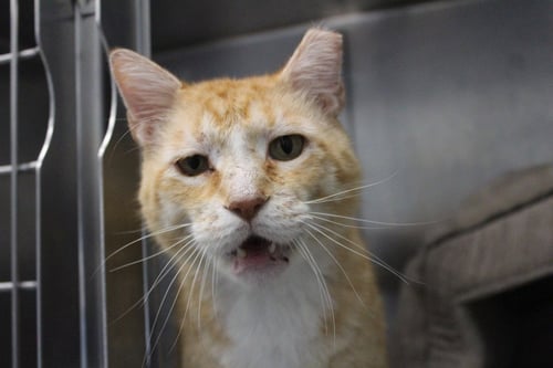 BUBBLE BOY - Domestic Short Hair available for adoption
