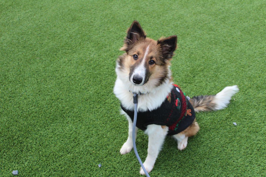 PIXIE - Shetland Sheepdog Sheltie available for adoption