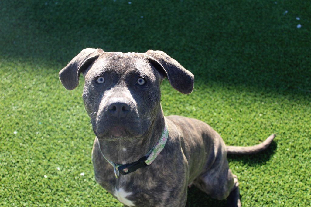 ZIVA - Pit Bull Terrier / Labrador Retriever available for adoption