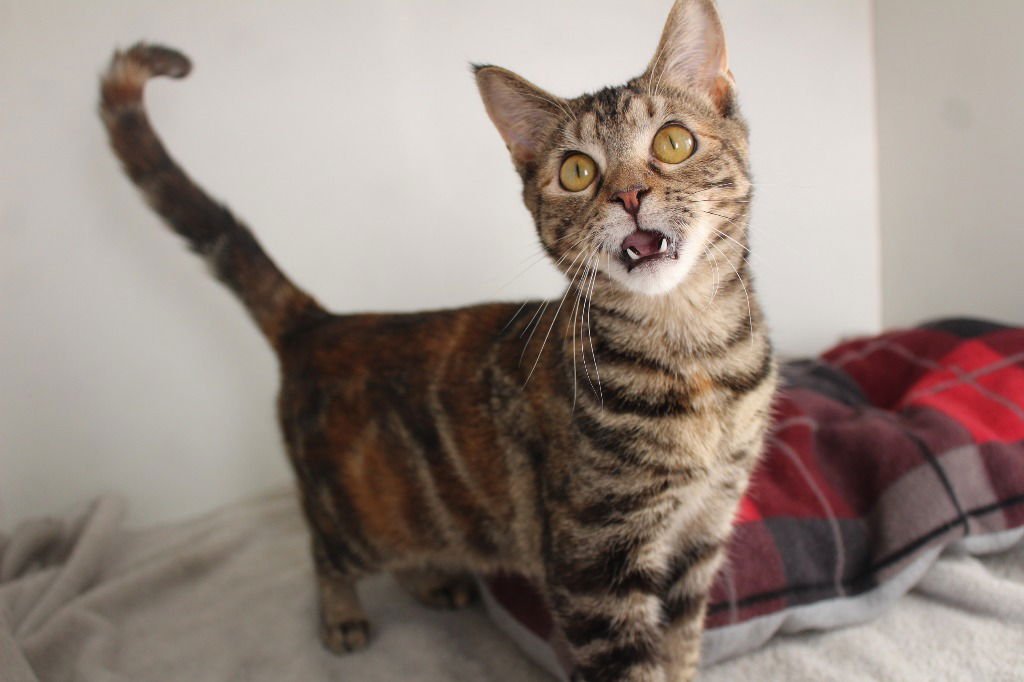 PEPPERMINT FIZZ - Domestic Short Hair available for adoption