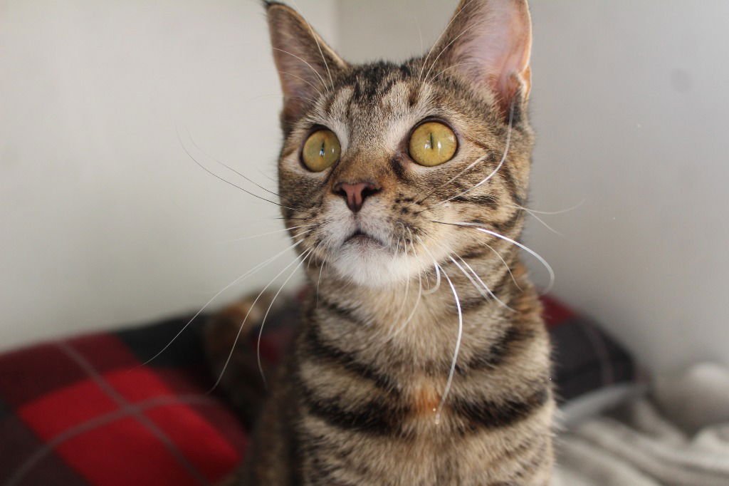 PEPPERMINT FIZZ - Domestic Short Hair available for adoption