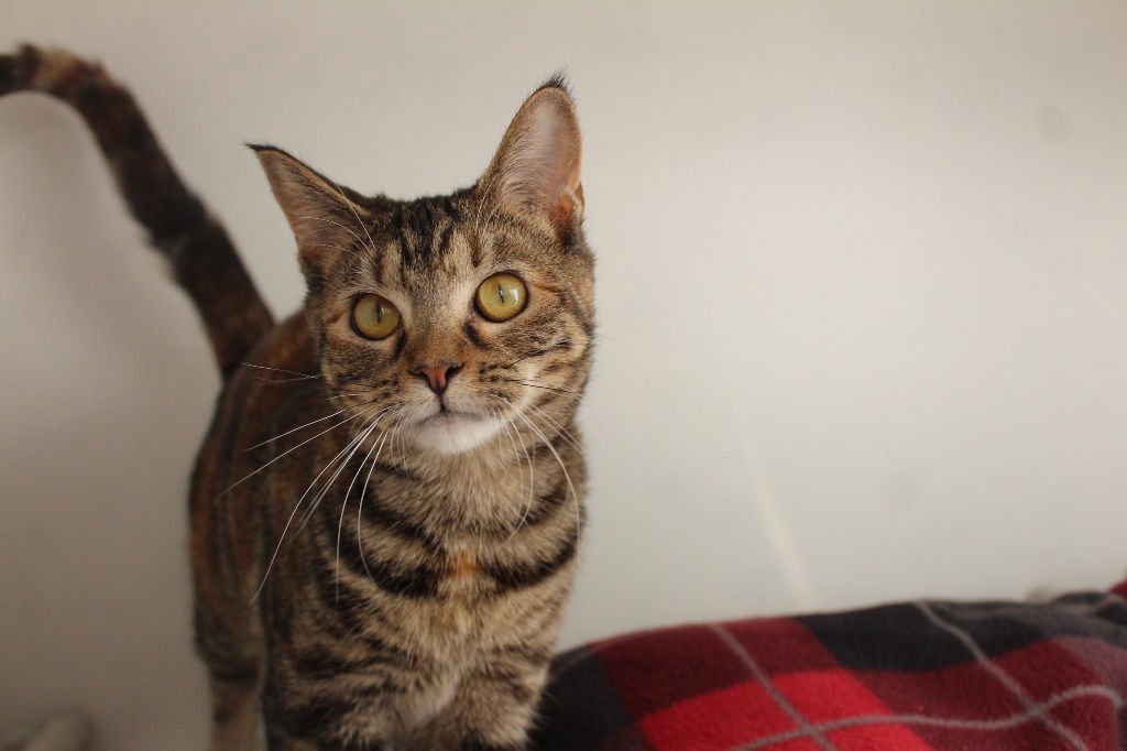 Peppermint Fizz - Photo 3