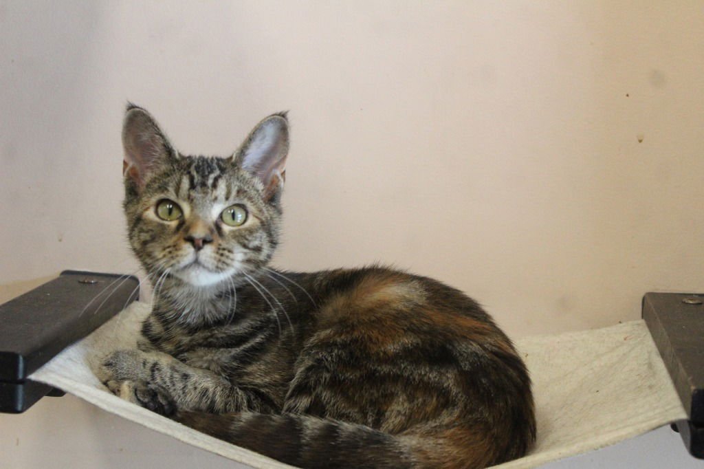 Peppermint Fizz - Photo 4