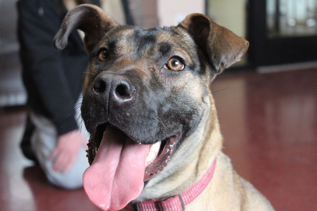 SAGE - Black Mouth Cur / Terrier available for adoption