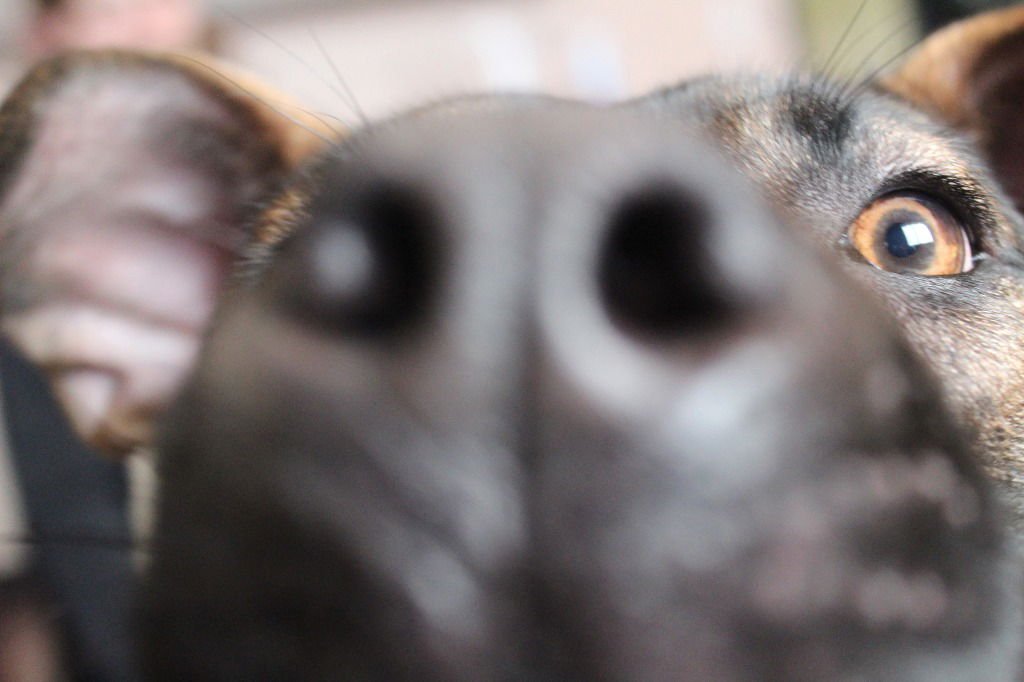 SAGE - Black Mouth Cur / Terrier available for adoption