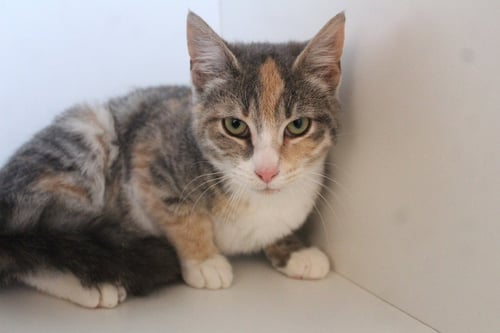 ROSY MAPLE MOTH - Domestic Short Hair available for adoption