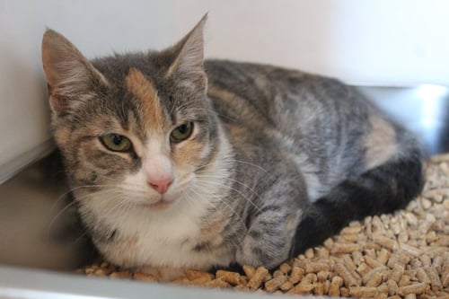 ROSY MAPLE MOTH - Domestic Short Hair available for adoption