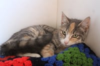 Rosy Maple Moth - Photo 3