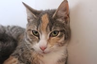 Rosy Maple Moth - Photo 4