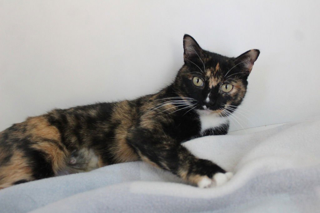 TALLY - Domestic Short Hair / Extra-Toes Cat (Hemingway Polydactyl) available for adoption