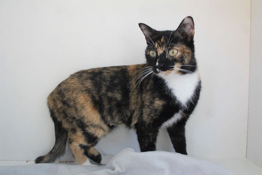 TALLY - Domestic Short Hair / Extra-Toes Cat (Hemingway Polydactyl) available for adoption