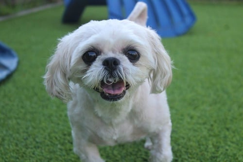 SADIE - Shih Tzu for adoption in Dover