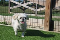 Sadie - Photo 3