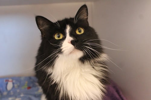 A BOY NAMED SUE - Domestic Medium Hair available for adoption