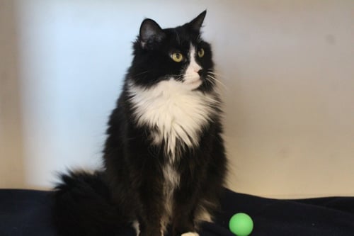 A BOY NAMED SUE - Domestic Medium Hair available for adoption