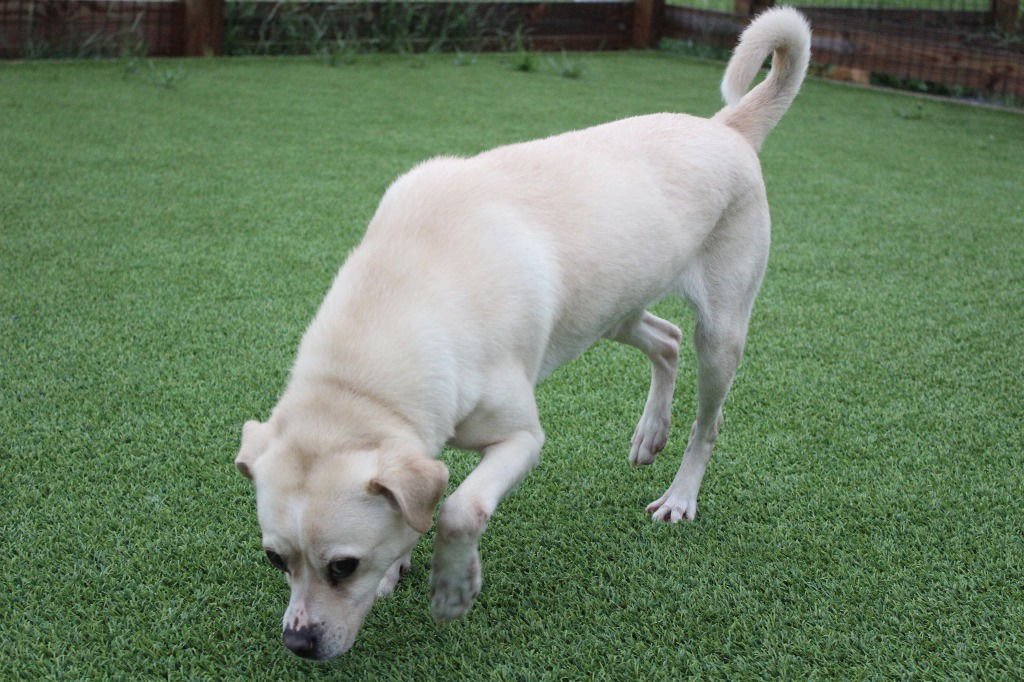 GARY - Pug / Labrador Retriever available for adoption