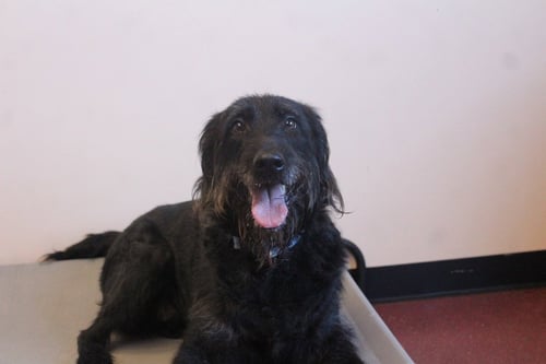 XENA - Labrador Retriever / Poodle (unknown type) available for adoption