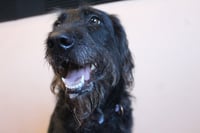 Xena - Photo 3
