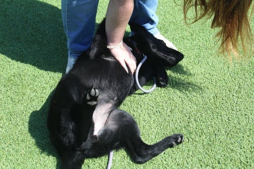 JITTERBUG - German Shepherd Dog / Terrier available for adoption