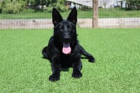 Jitterbug - Photo 4