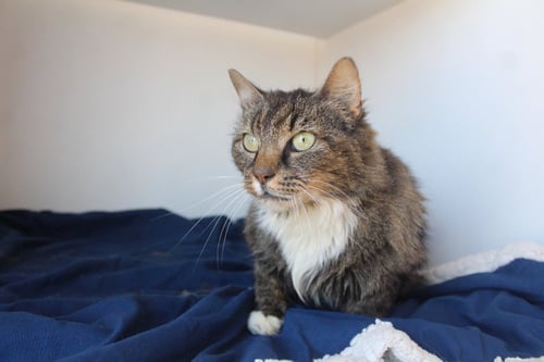STARLA - Domestic Short Hair available for adoption