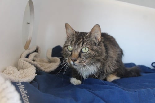 STARLA - Domestic Short Hair available for adoption