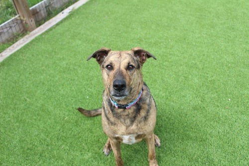 RILEY - Hound / Terrier available for adoption