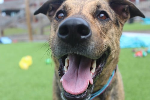 RILEY - Hound / Terrier available for adoption