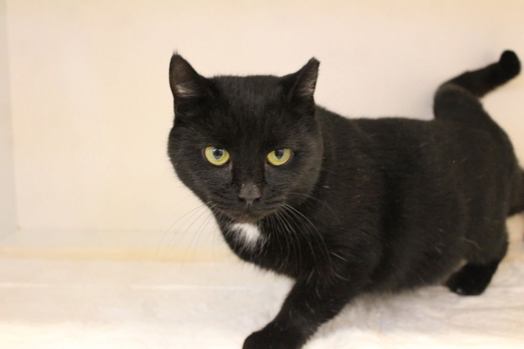 HeadLights - Photo 3