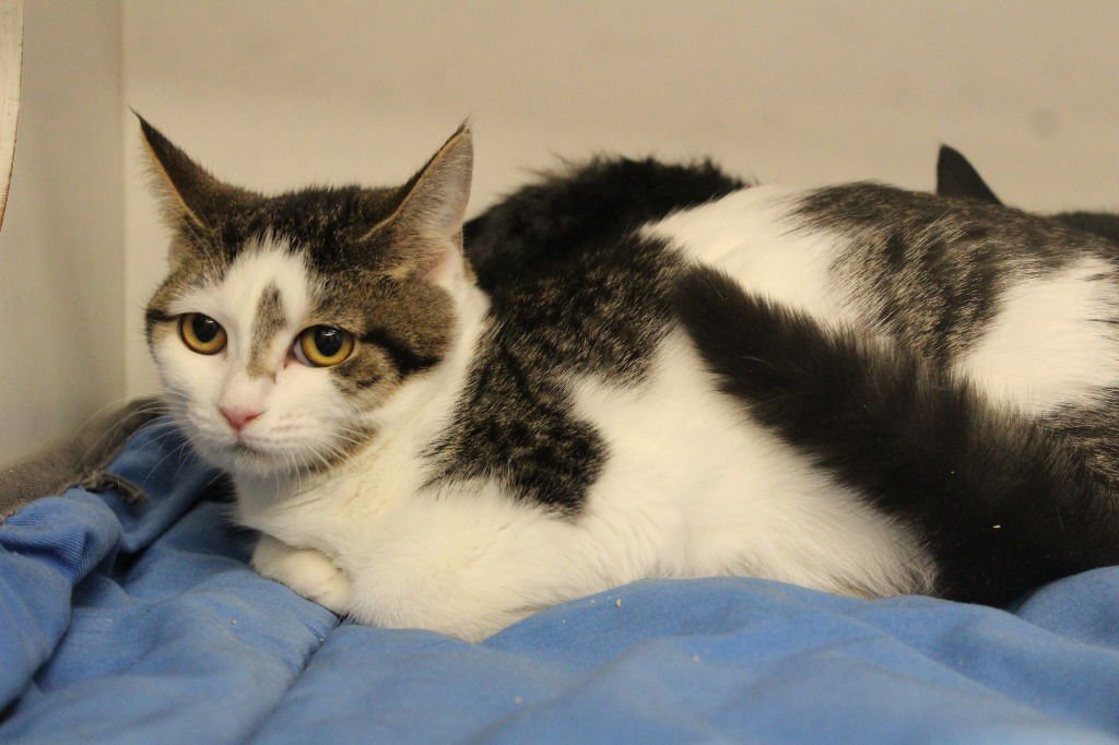 HONEYDUKES - Domestic Short Hair available for adoption