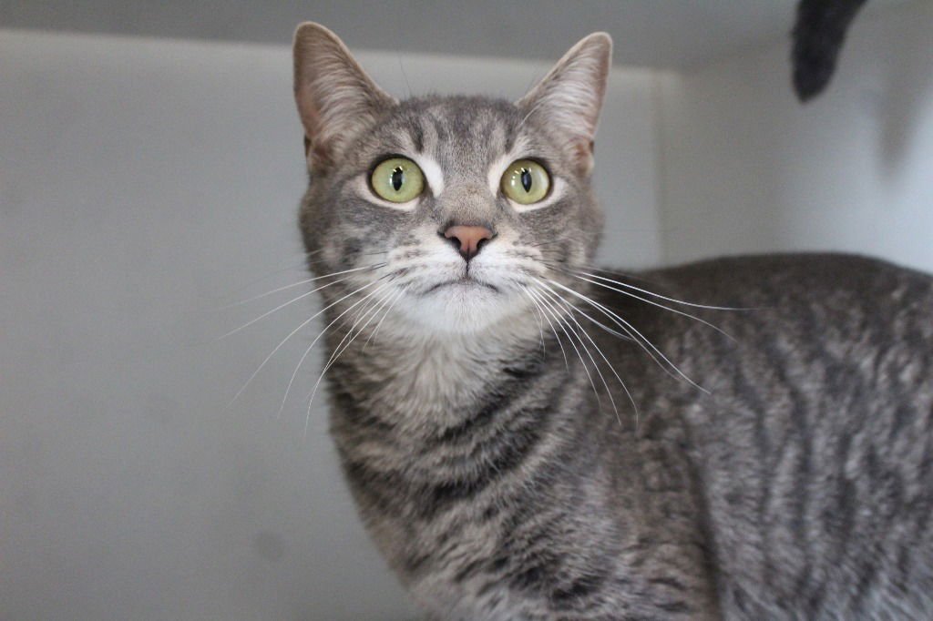 RUBY SUE - Domestic Short Hair available for adoption